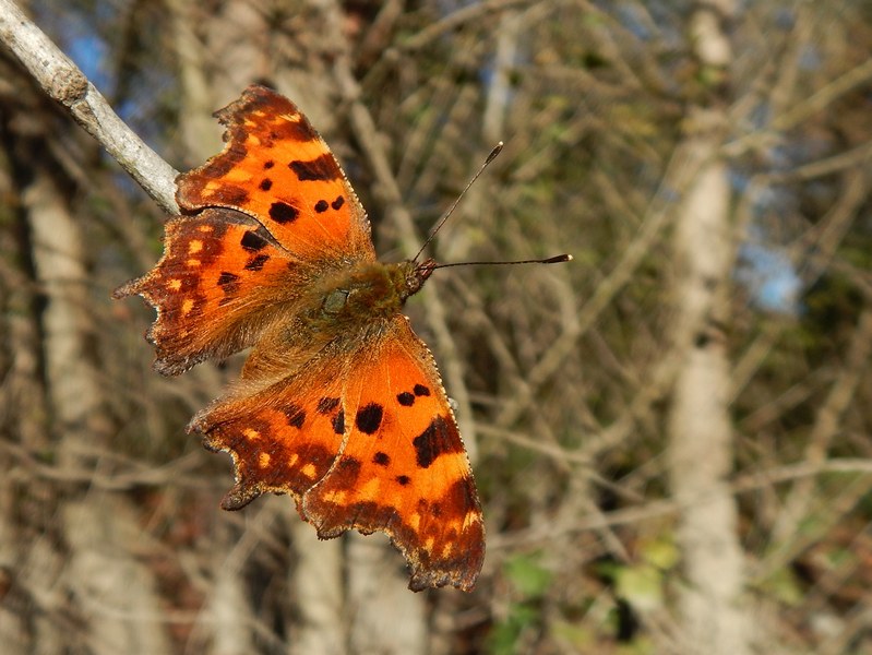 ...all''ultimo sole..